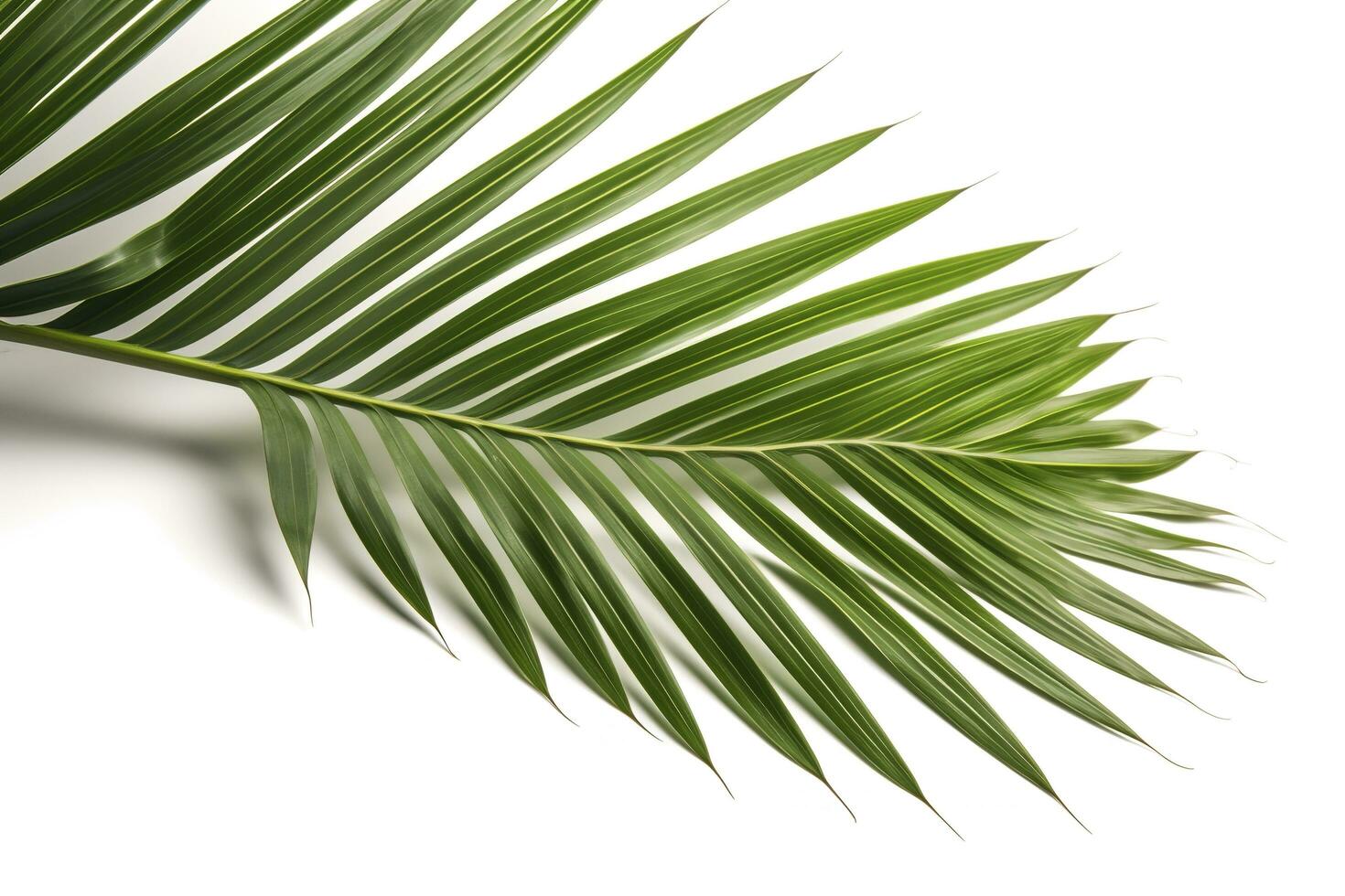 natuurlijk palm boom blad geïsoleerd Aan wit achtergrond , genereren ai foto