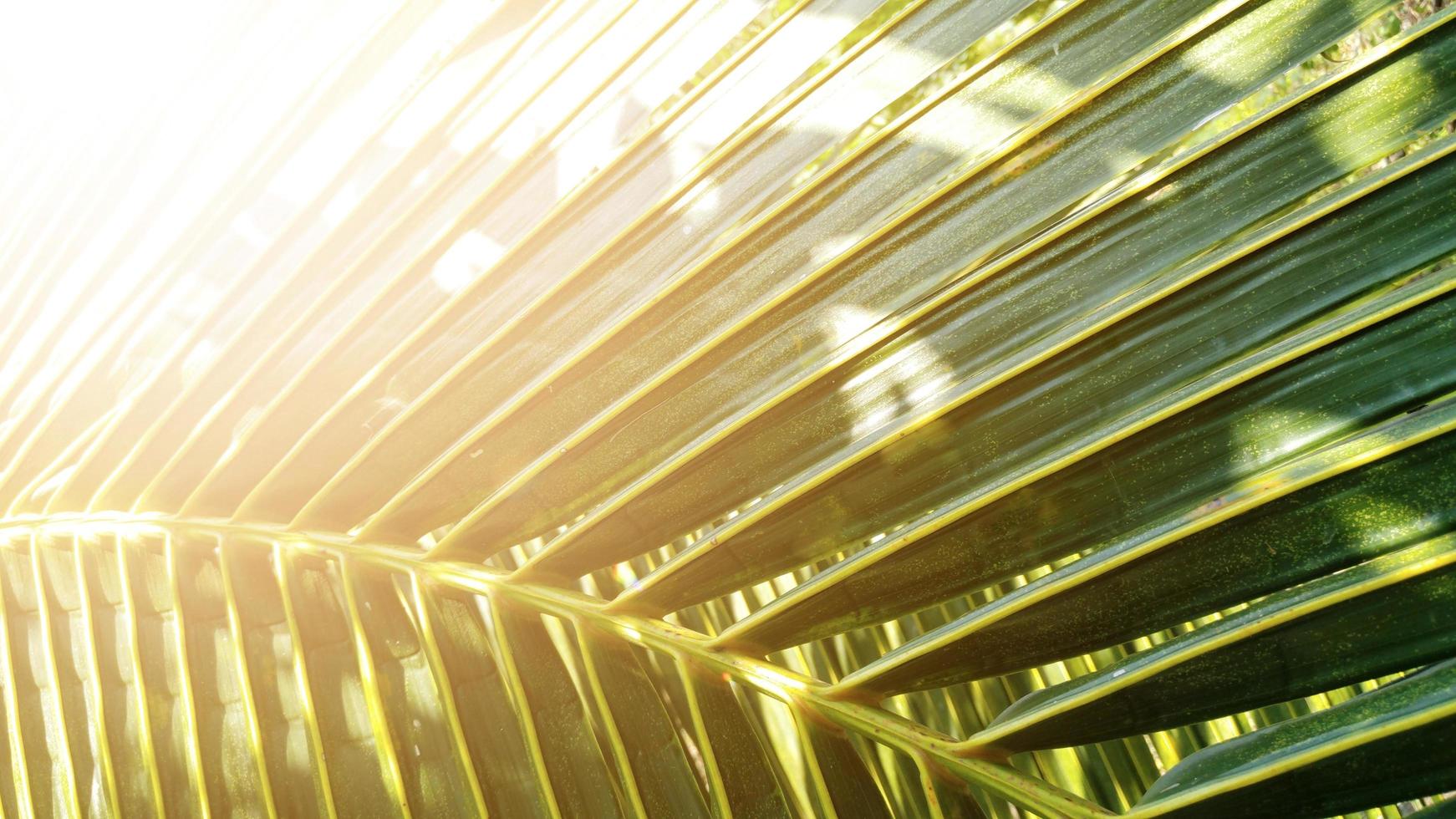 tropische groene kokosnoot blad textuur achtergrond donkere toon met zonsopgang foto