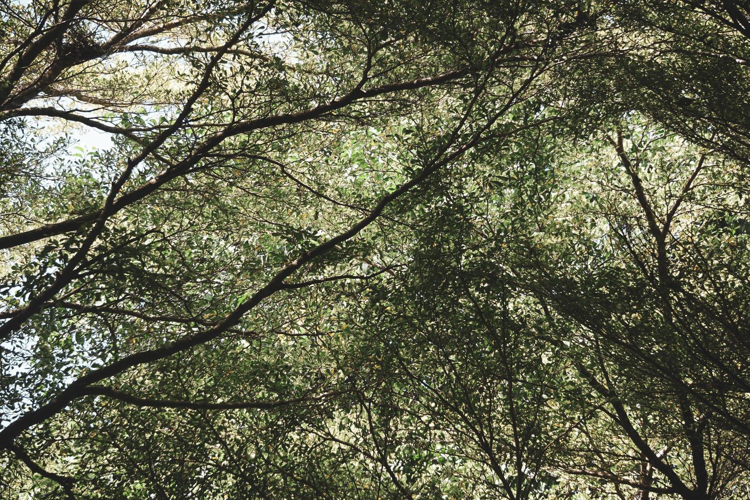 tropisch groen blad donker toonthema als achtergrond foto