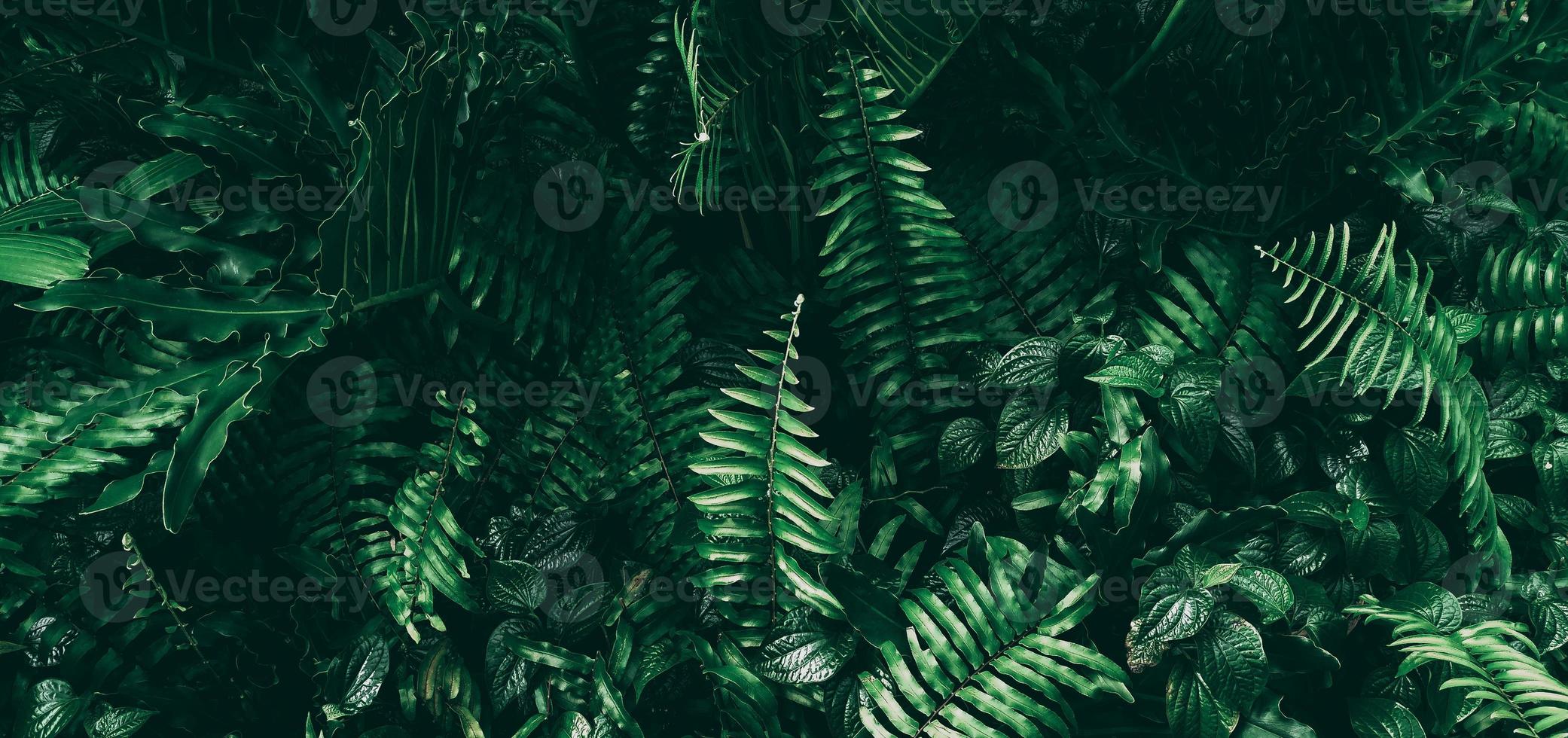 tropisch groen blad in donkere toon foto