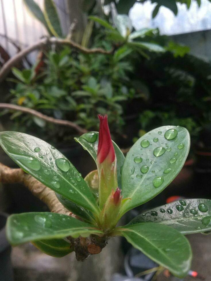 dichtbij omhoog rood bloem knop van adenium en water druppels met wazig bokeh foto