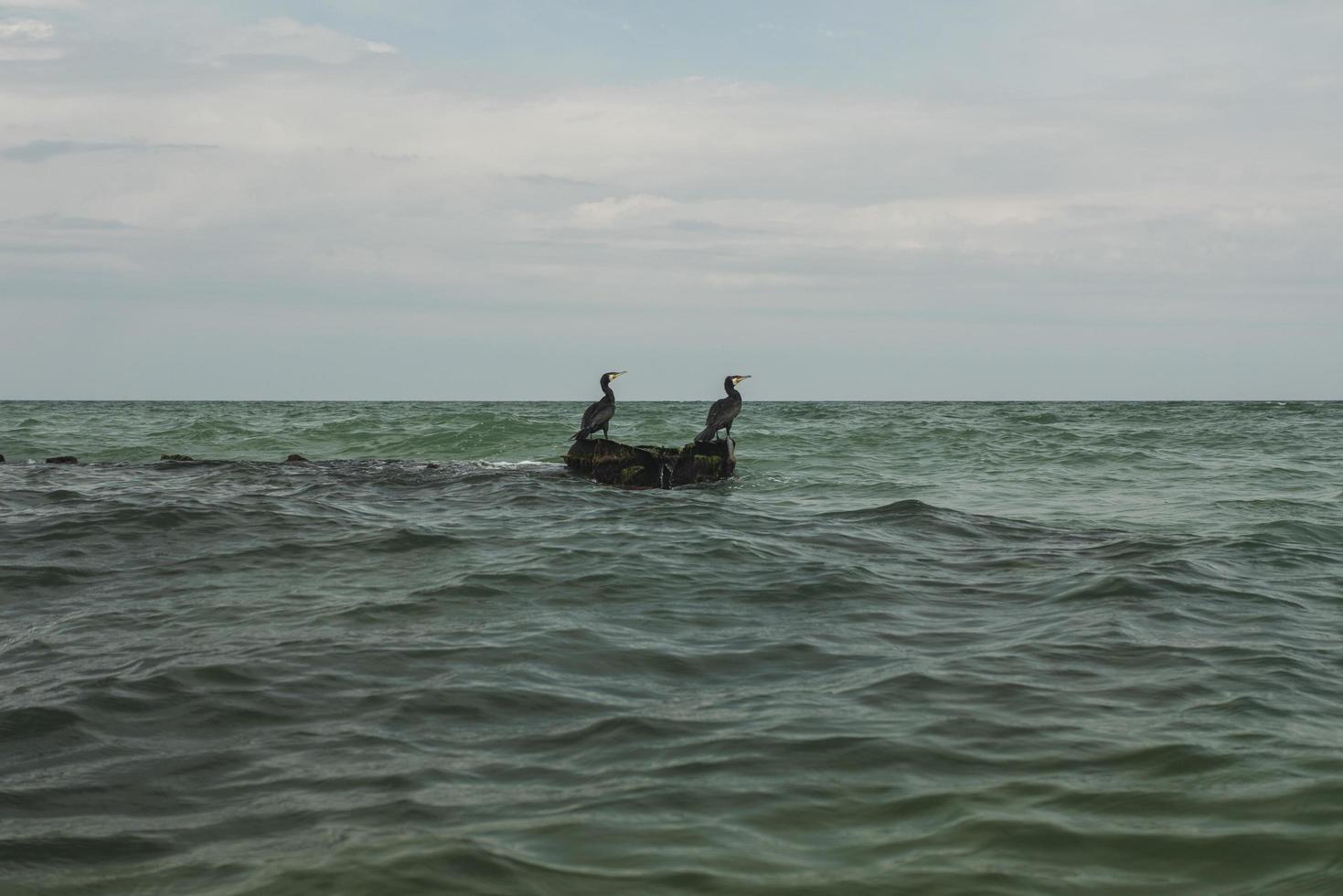 twee aalscholvers kijken in de verte op een steen in het midden van de zee foto