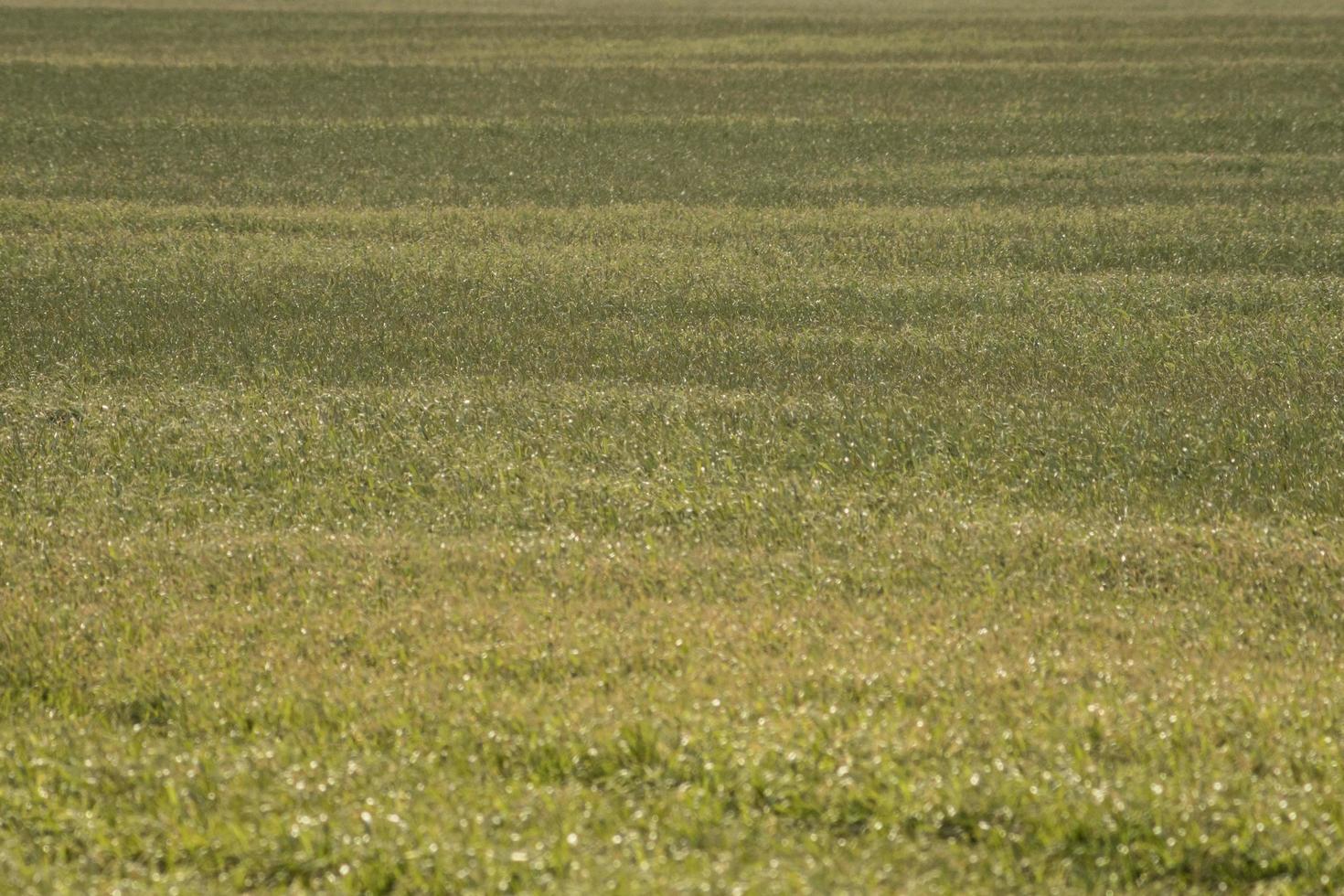 veld met jonge tarwe en mist over het veld foto