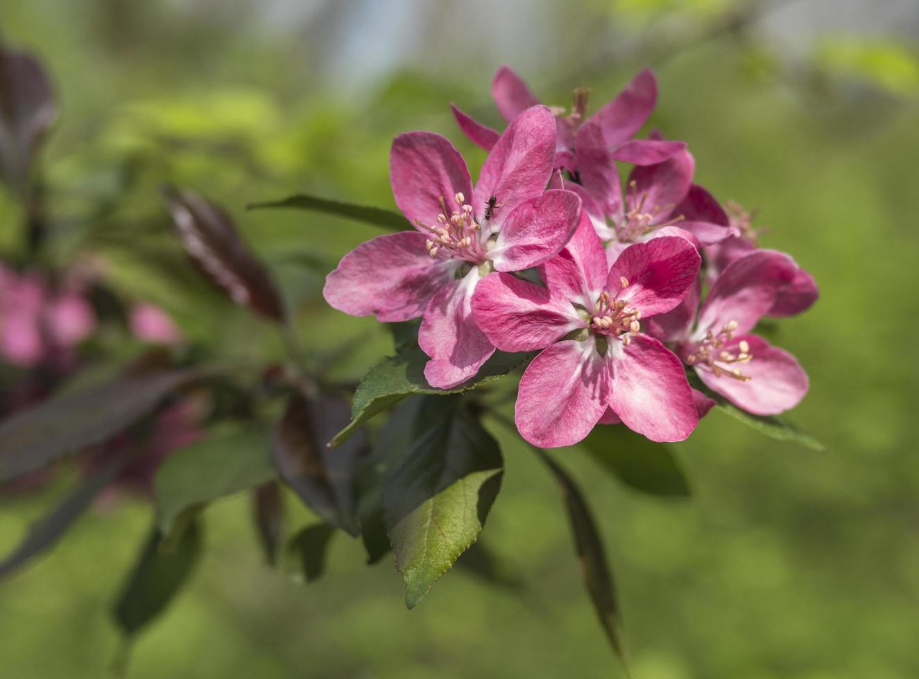 sakura bloem en behang foto