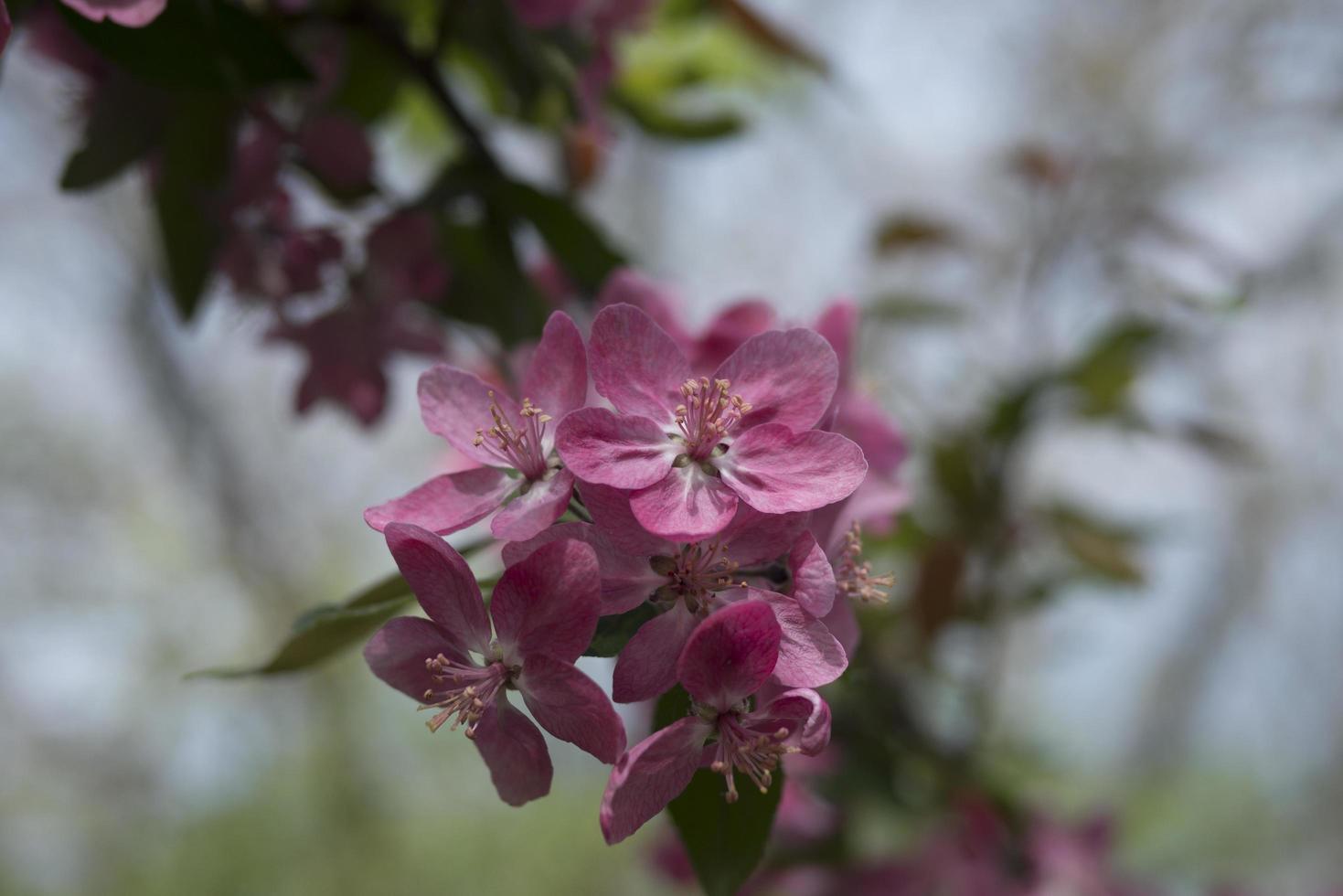 sakura bloem behang foto