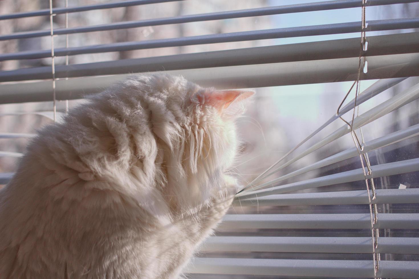 de kat kijkt uit het raam foto