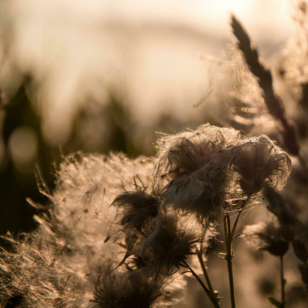 droog bruin planten Aan een licht achtergrond. mooi landschap voor een ansichtkaart of poster. foto