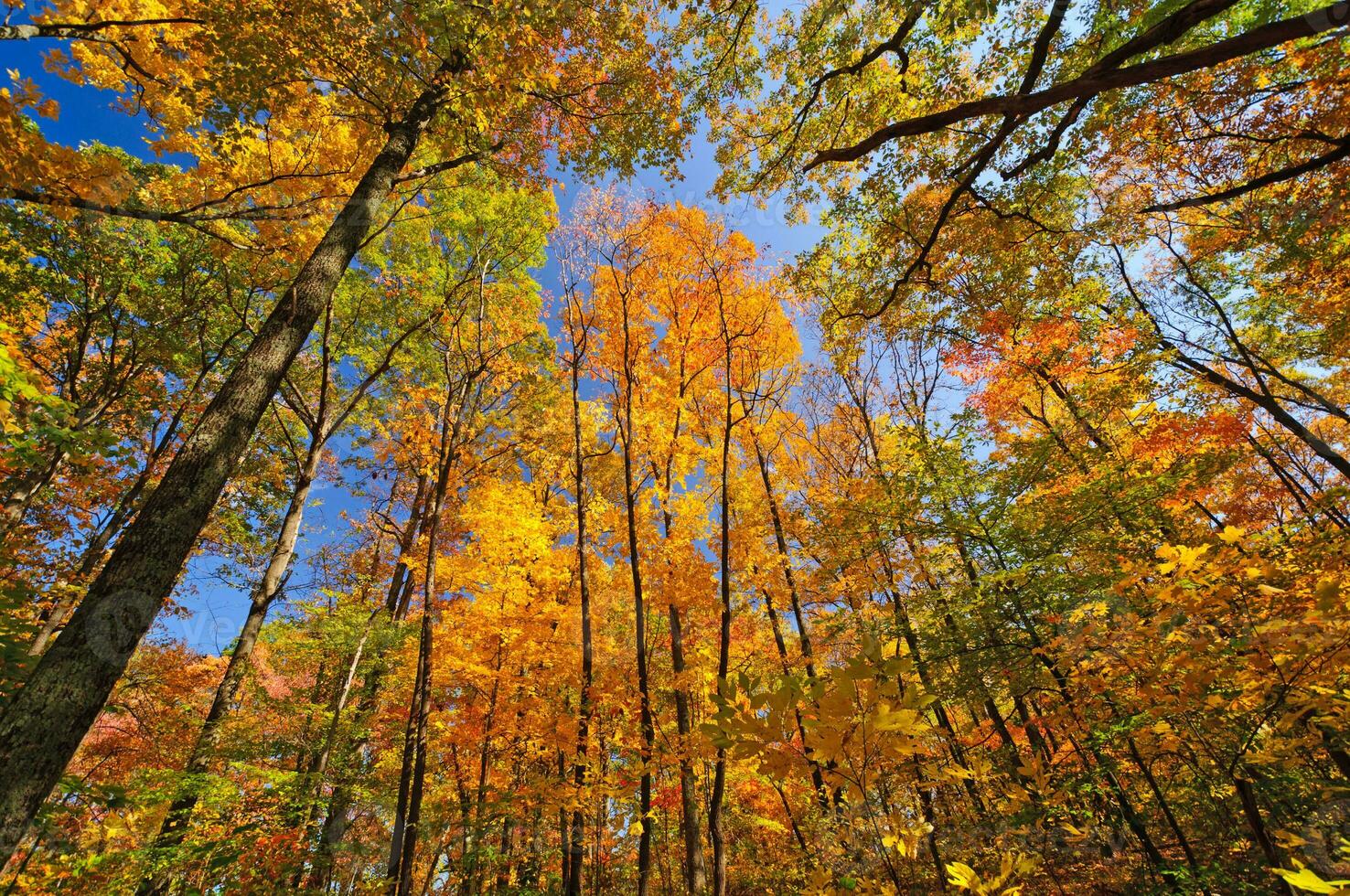 herfstkleuren in het bos foto