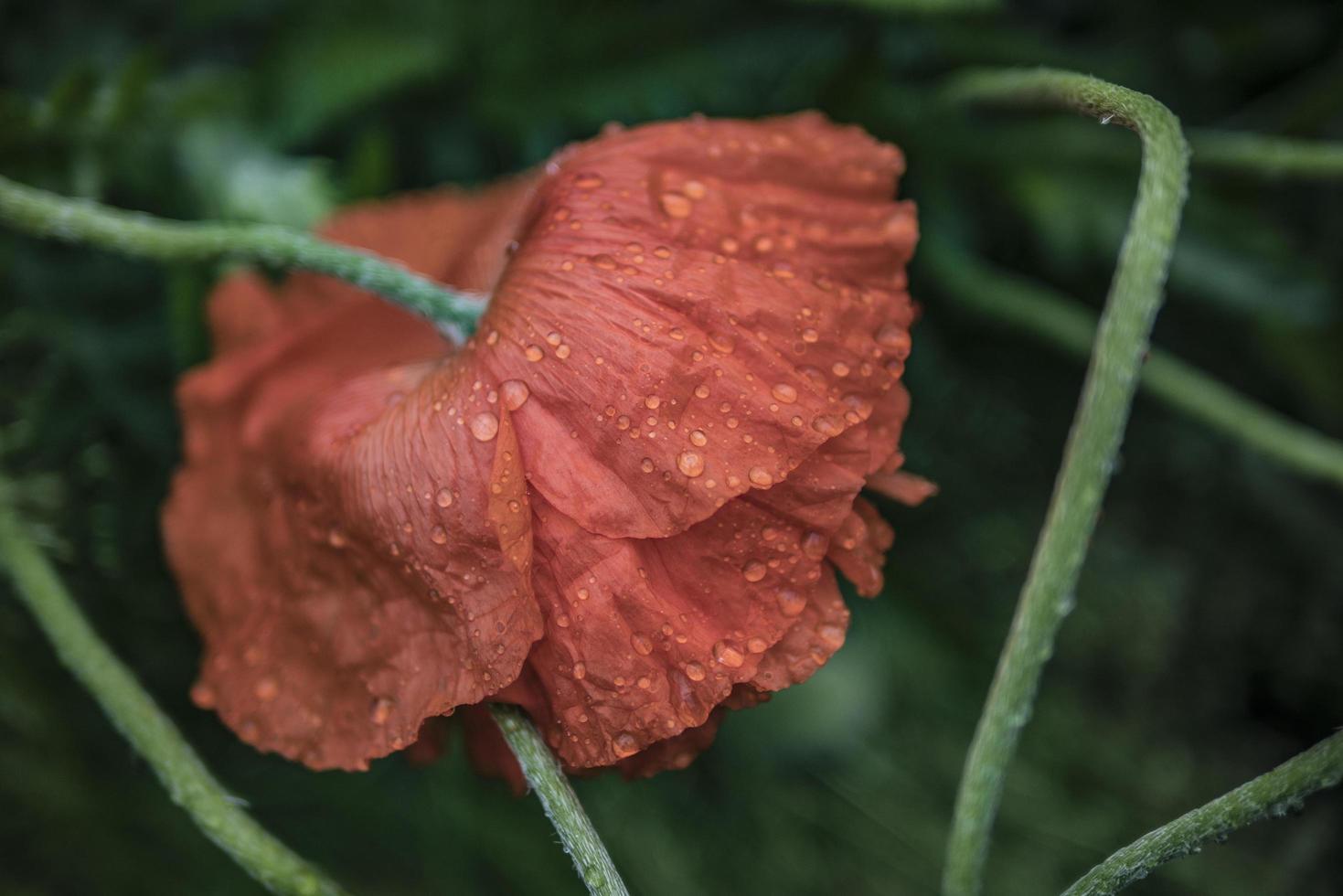 een scharlaken klaproos boog zijn hoofd onder regendruppels behang foto