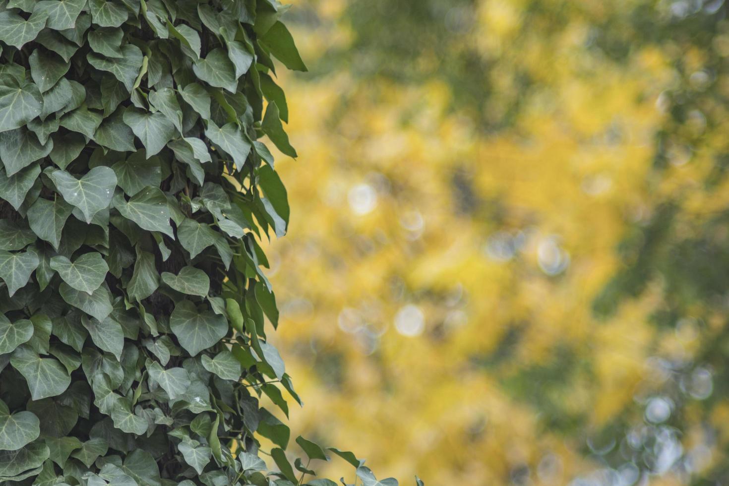 mooie herfstbladeren park geweldig ontwerp voor alle doeleinden behang foto