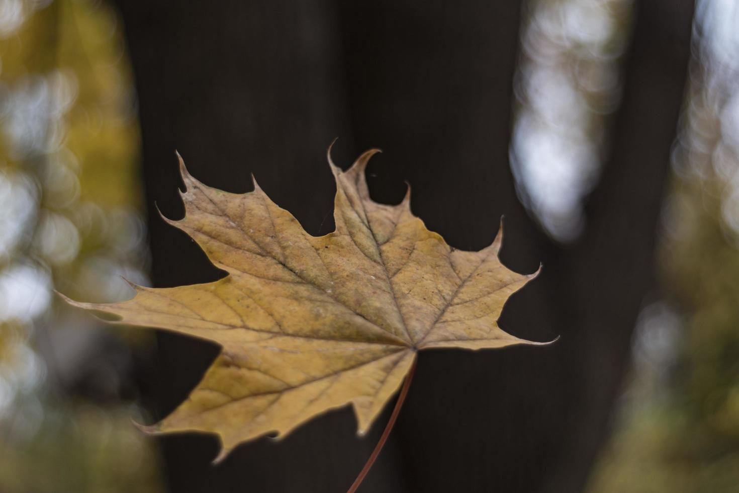 mooie herfstbladeren park behang foto