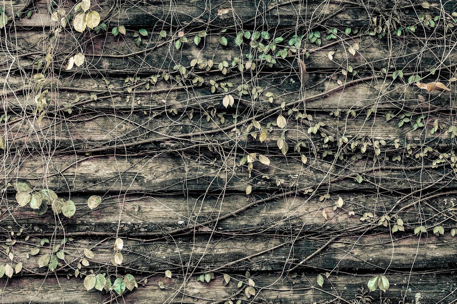 oude grunge houtstructuur met bladeren foto