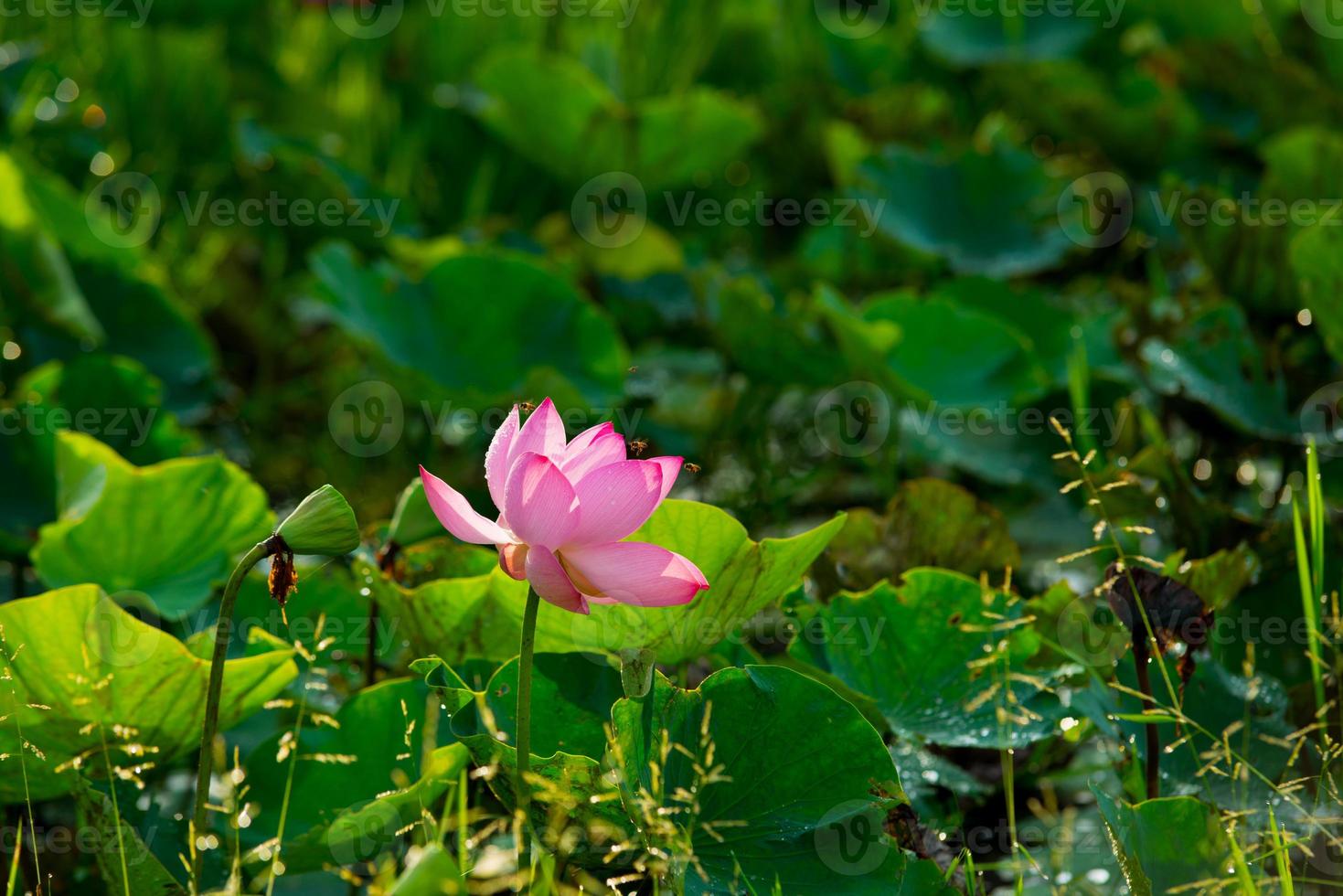 lotusbloem op de ochtend foto
