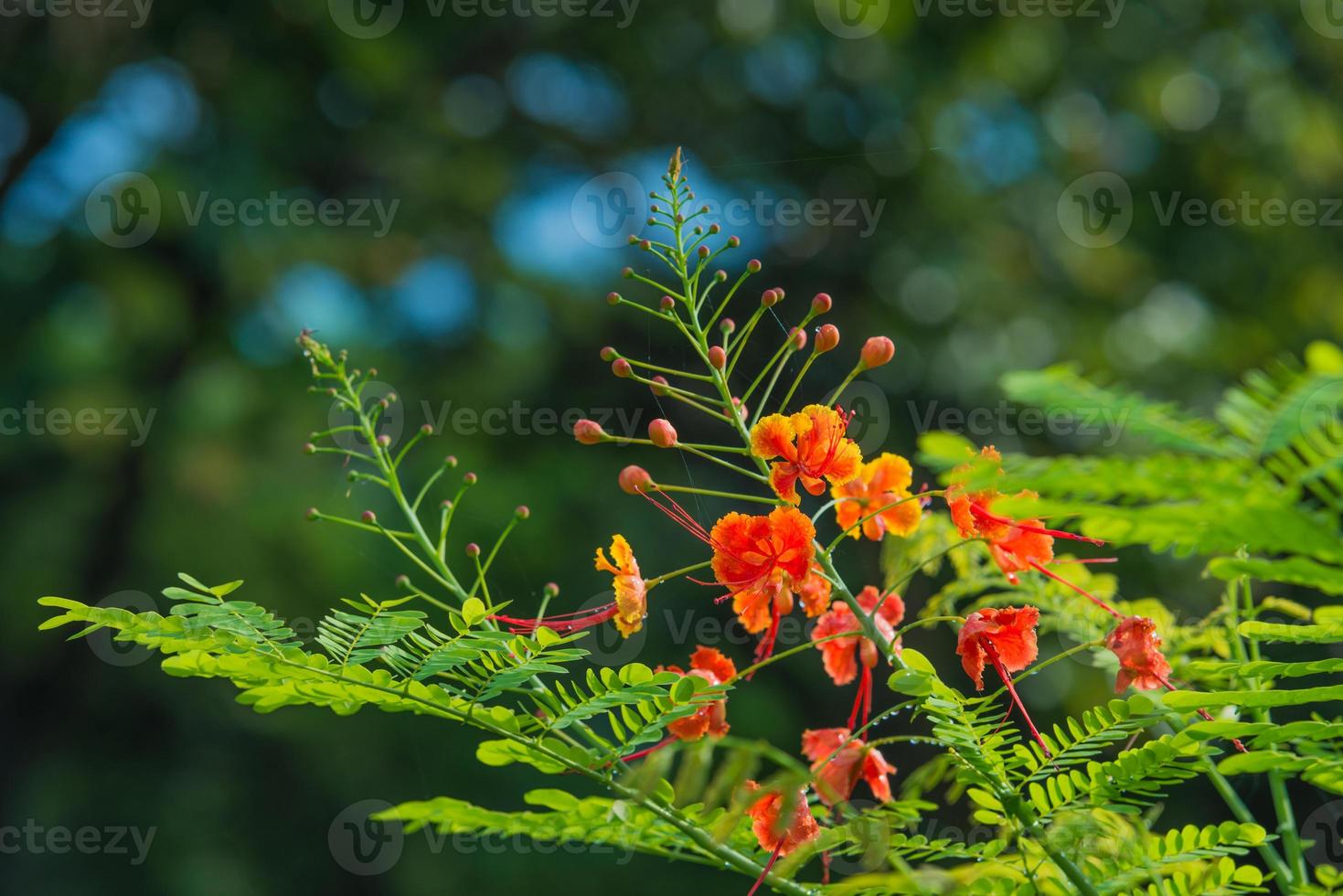 caesalpinia pulcherrima bloem foto