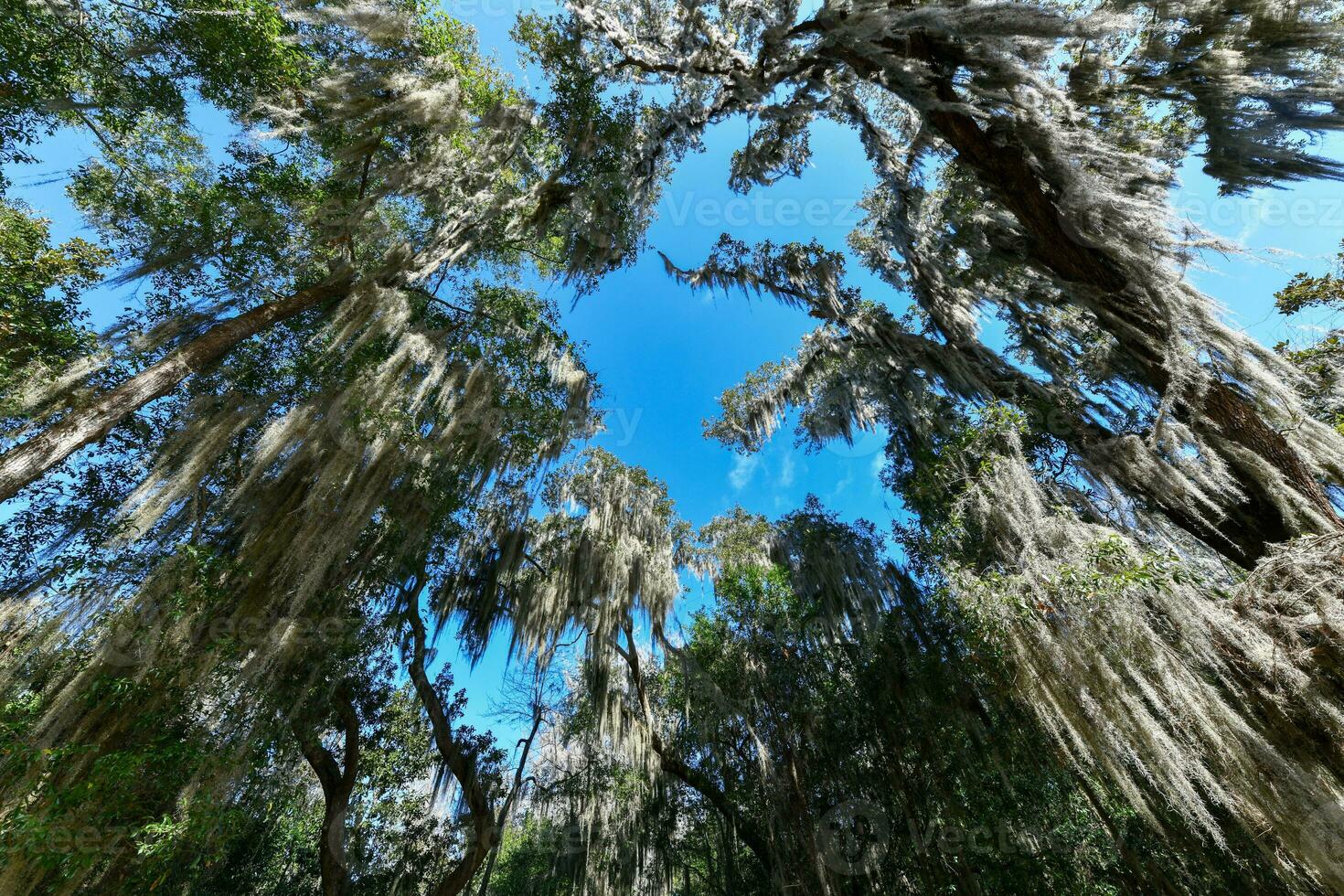 wormsloe plantage - savanne, Georgië foto