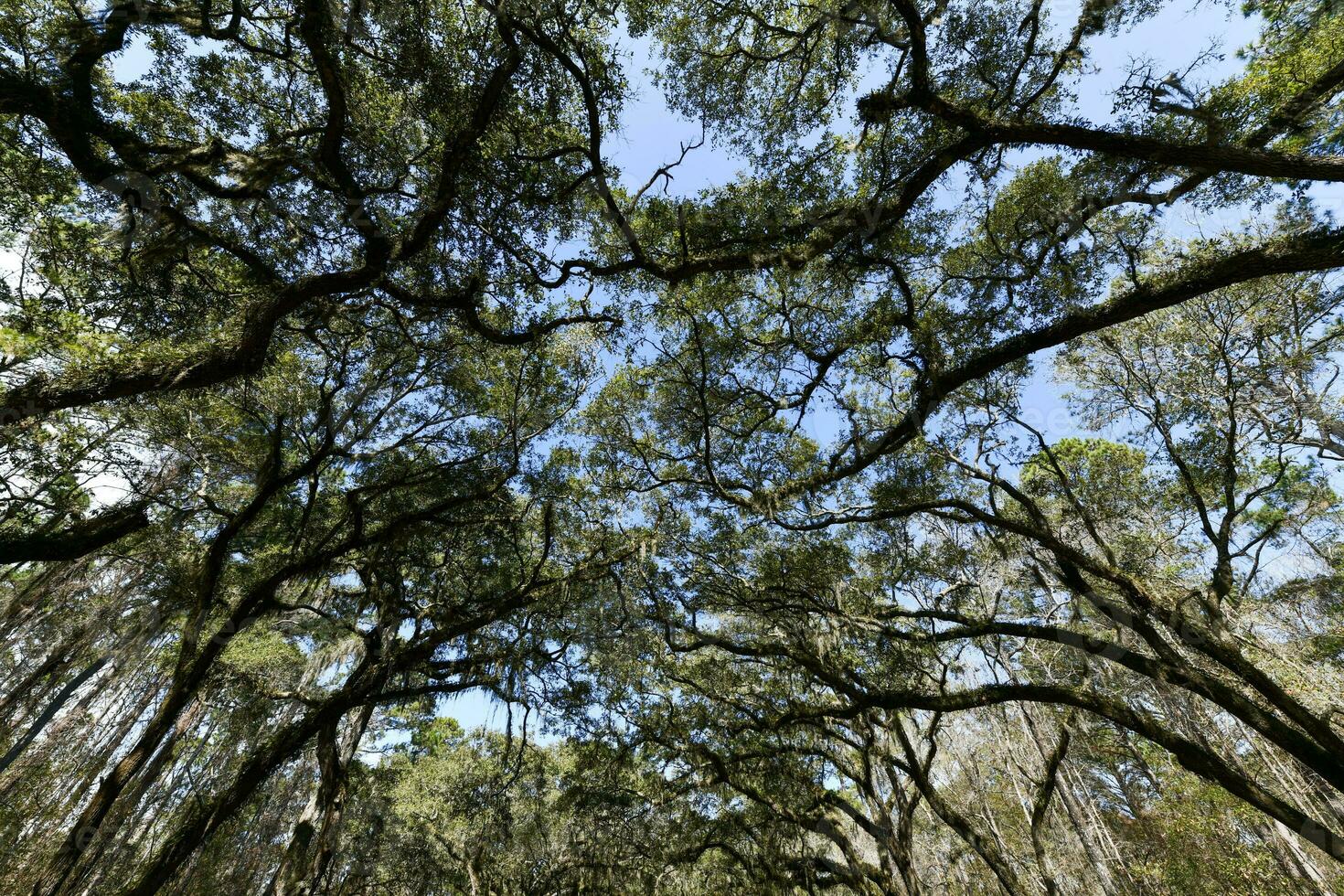 wormsloe plantage - savanne, Georgië foto