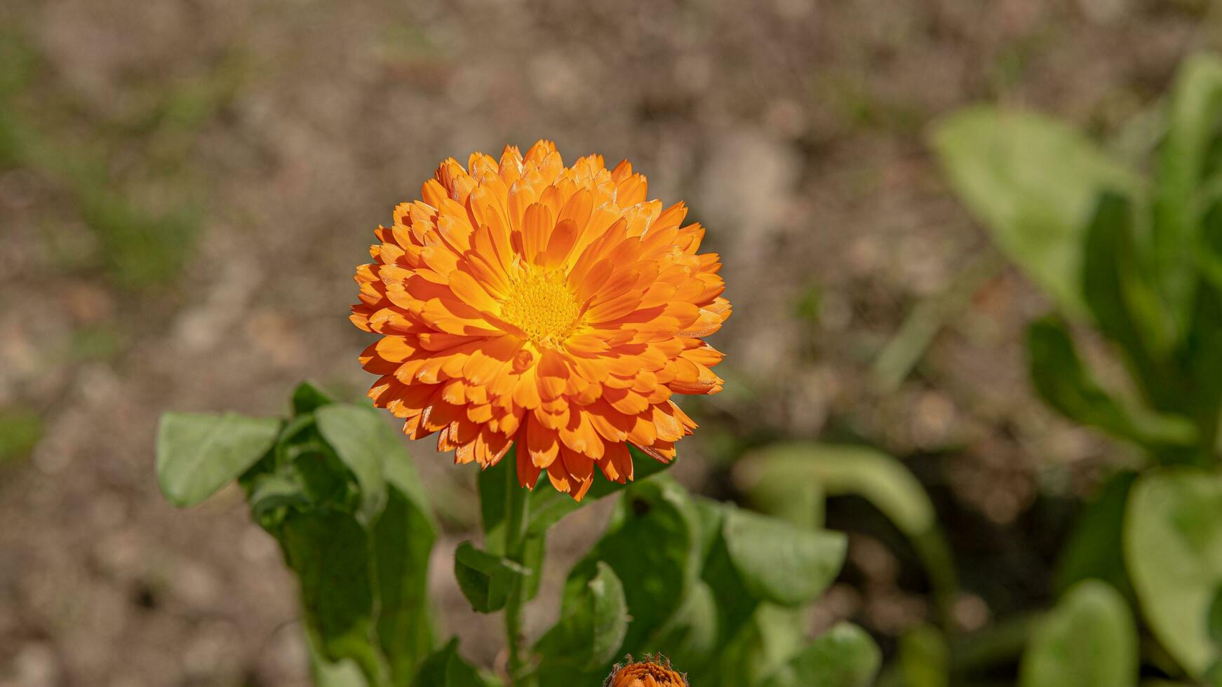 bloesems in bloeien een verbijsterend vitrine van park tuin bloemen foto