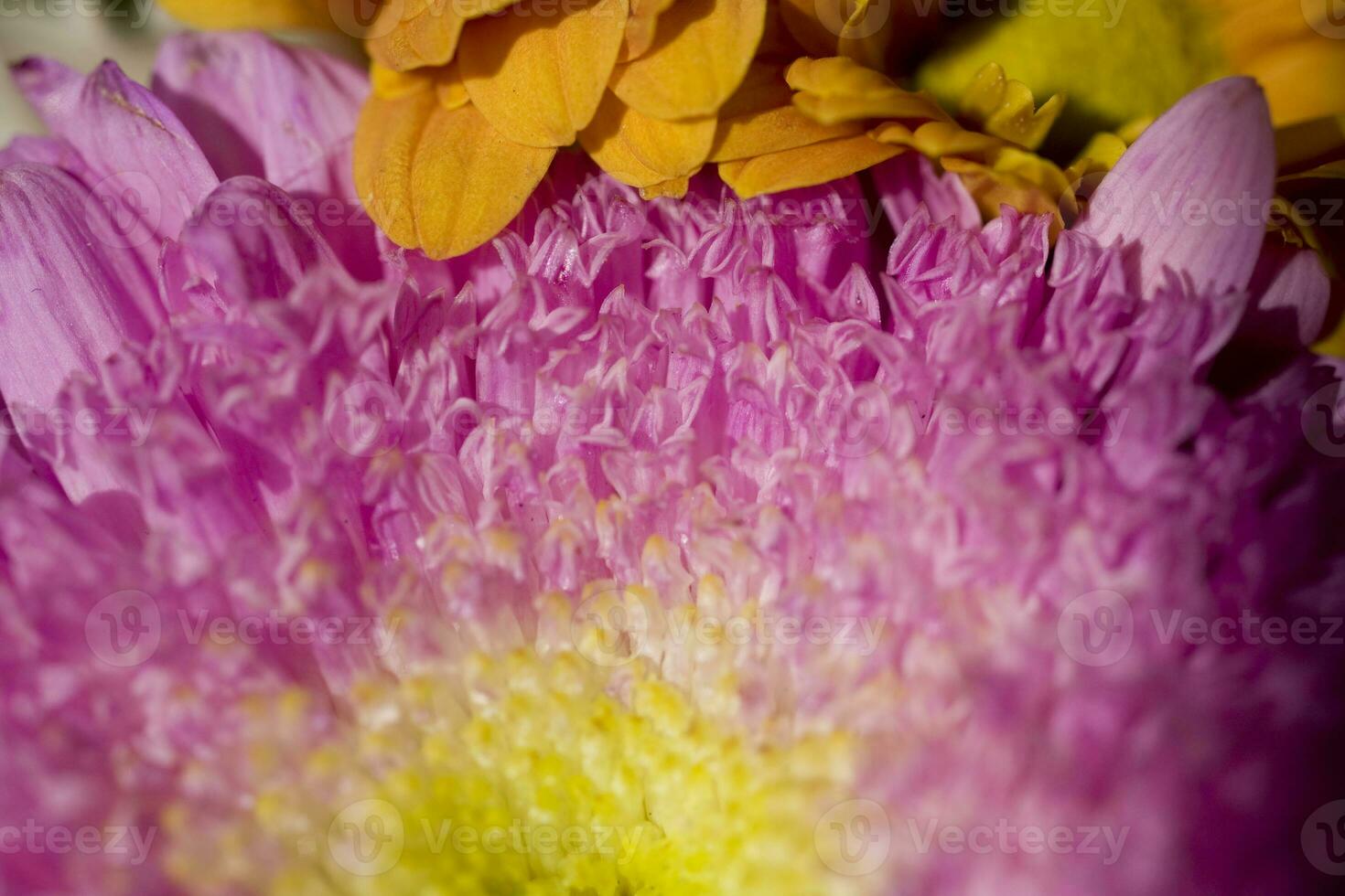 kleurrijk delicaat herfst bloemen in een groot detailopname in de warm zonneschijn foto