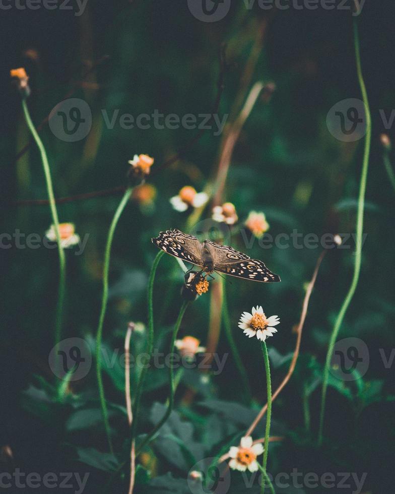 bruine vlinder op bloem foto
