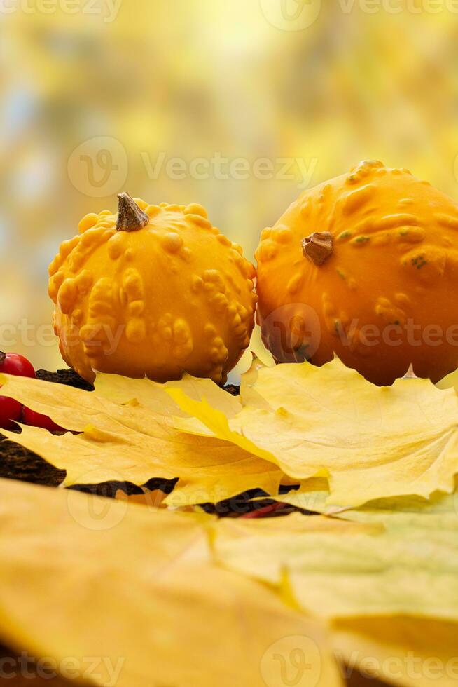 oranje pompoenen met geel bladeren en roos heupen Aan schors van boom voor halloween, herfst oogst pompoenen, dankzegging herfst achtergrond. kopiëren ruimte foto