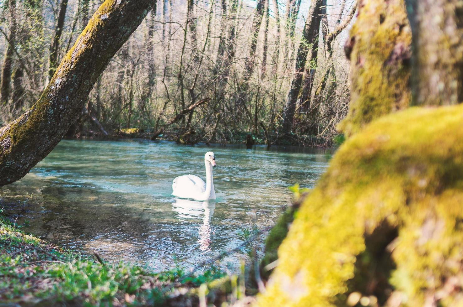 witte zwaan die op meer bij park zwemt foto