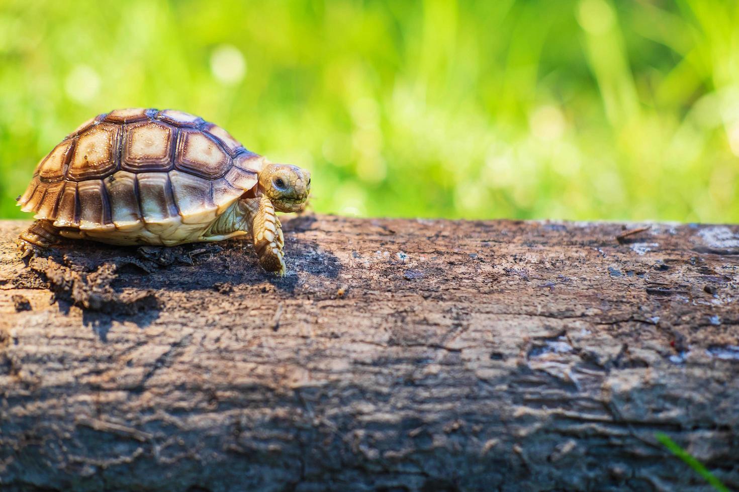 de schildpad sukata loopt op een omgevallen boom foto