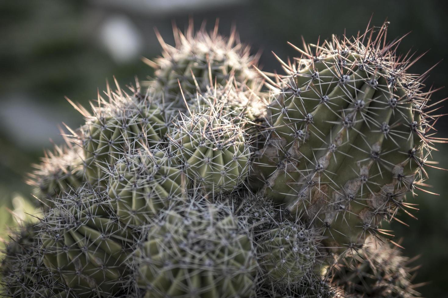 familie van cactussen achtergrondbehang foto