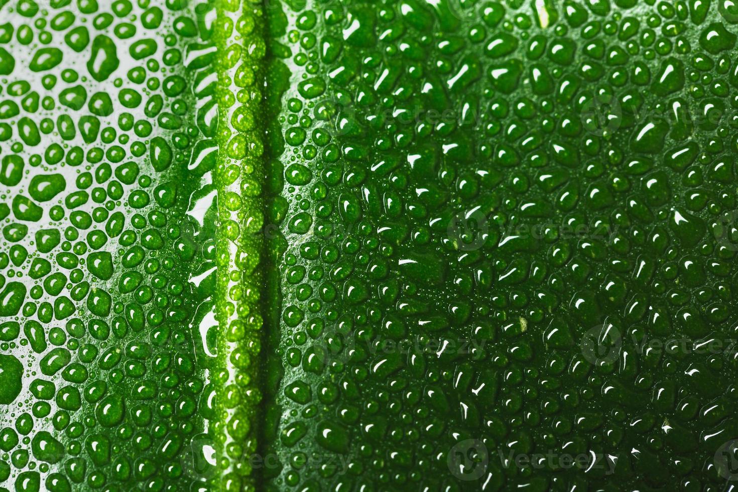 groene bladmacro met waterdruppels foto