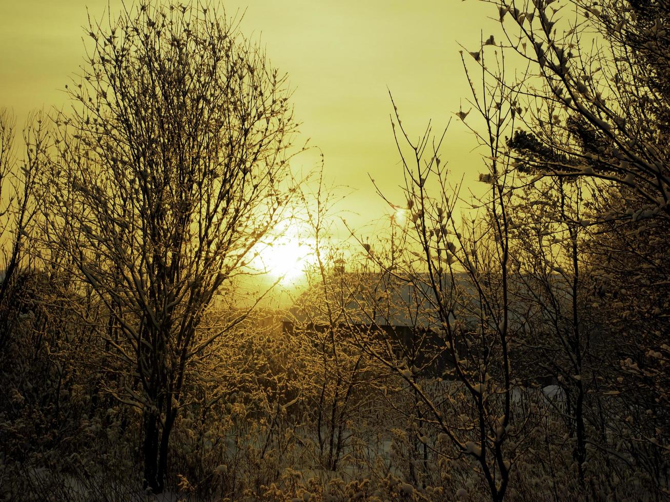 de zon komt op in de bomen foto