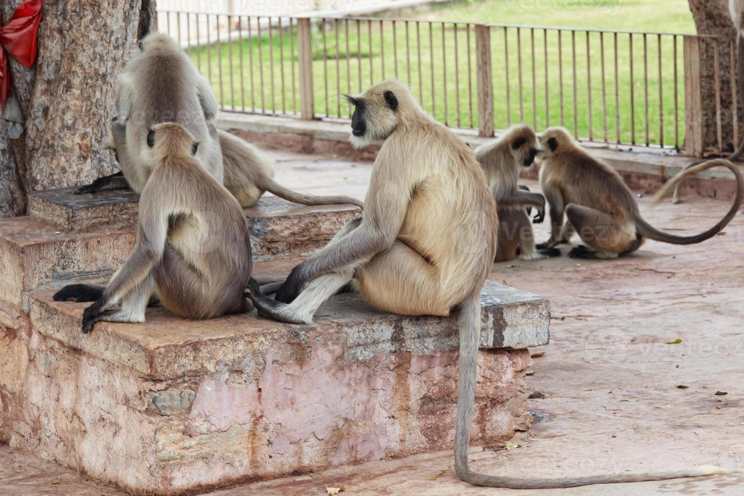 noordelijke vlaktes grijze langur in chittorgarh, rajasthan, india foto