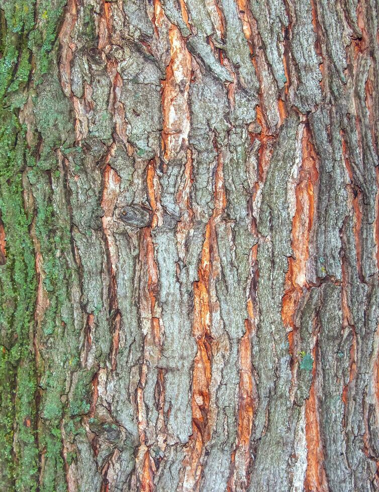 esdoorn- schors detailopname. de Latijns naam is Acer saccharum. Acer vat textuur. achtergrond van leven hout. huid van de Woud natuur. foto