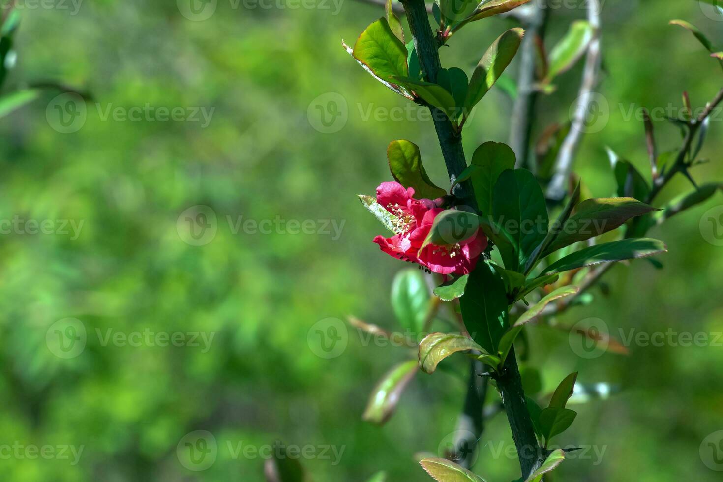 Japans sier- kweepeer in Latijns chaenomeles bloei in de tuin met rood bloemen. foto