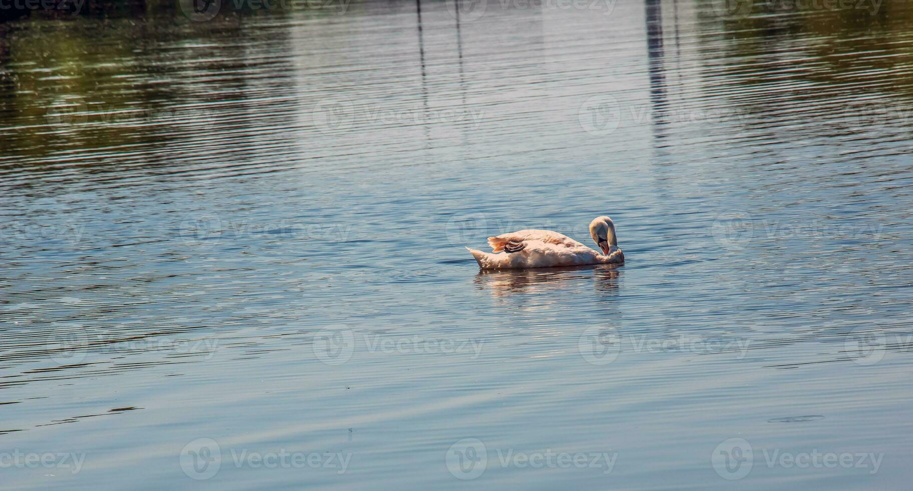 hoer zwaan, Cygnus cygnus. eenzaam vogel Aan de water. een wild zwaan zwemt Aan de oppervlakte van de rivier. foto