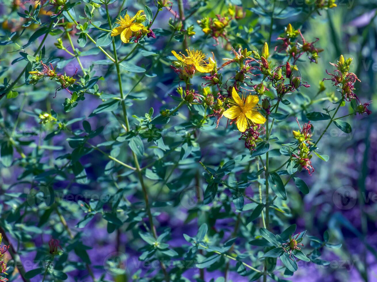 detailopname van een bloeiend geneeskrachtig kruid st. John's wort. Latijns naam hypericum perforatum ik. foto