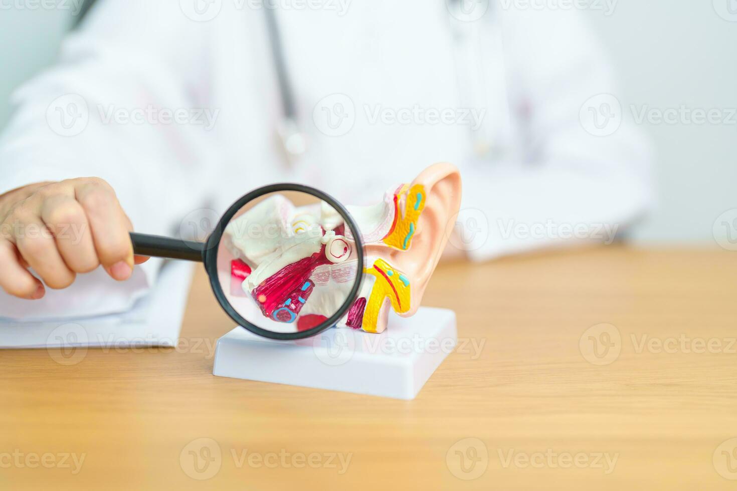 dokter met menselijk oor anatomie model- met vergroten glas. oor ziekte, atresie, otitis media, gepertoreerd trommelvlies, menière syndroom, KNO-arts, veroudering horen verlies, schwannoma en Gezondheid foto