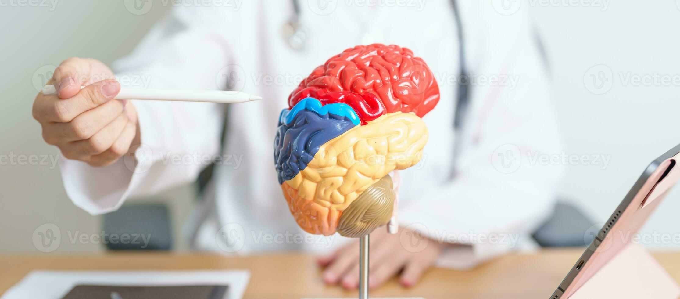 dokter met menselijk hersenen anatomie model- en tablet. wereld hersenen tumor dag, hersenen hartinfarct, Dementie, alzheimer, Parkinson en wereld mentaal Gezondheid concept foto