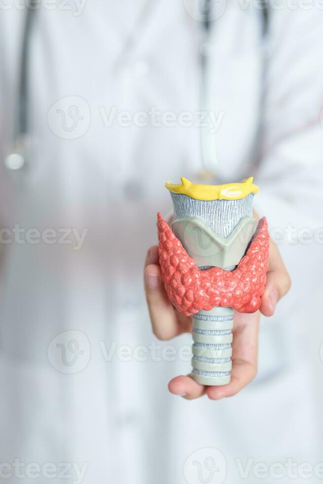 dokter met menselijk schildklier anatomie model. hyperthyreoïdie, hypothyreoïdie, hashimoto schildklierontsteking, schildklier tumor en kanker, postpartum, papillair carcinoom en Gezondheid concept foto