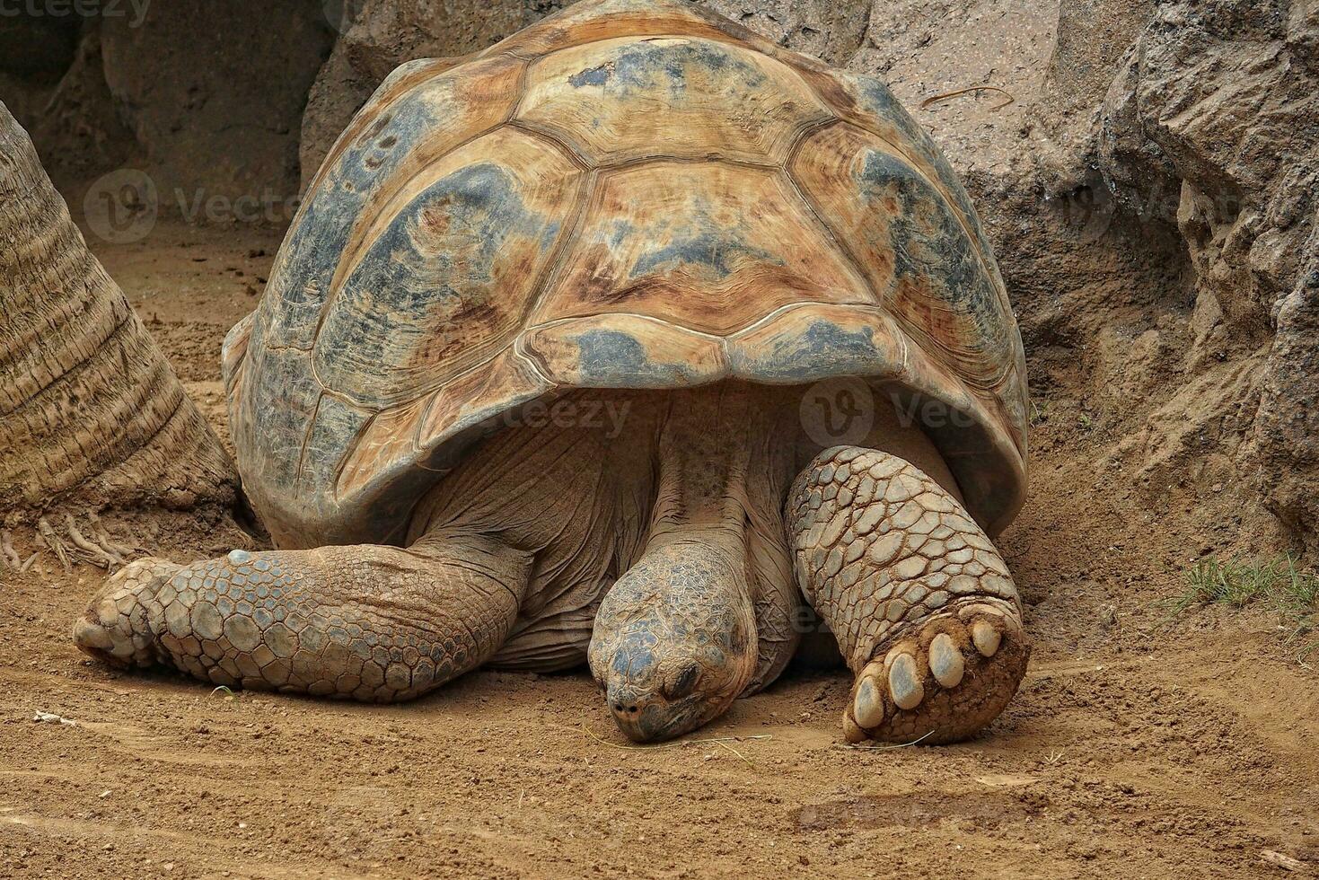 dier reptiel oud reusachtig schildpad gehouden in dierentuin detailopname foto