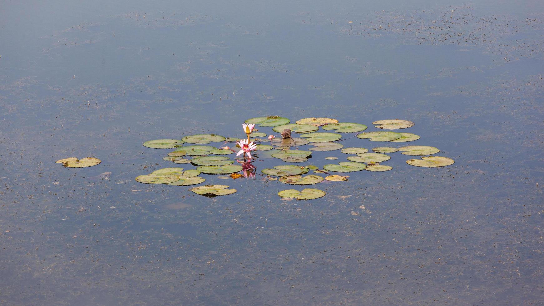 waterlelies in rajasthan, india foto