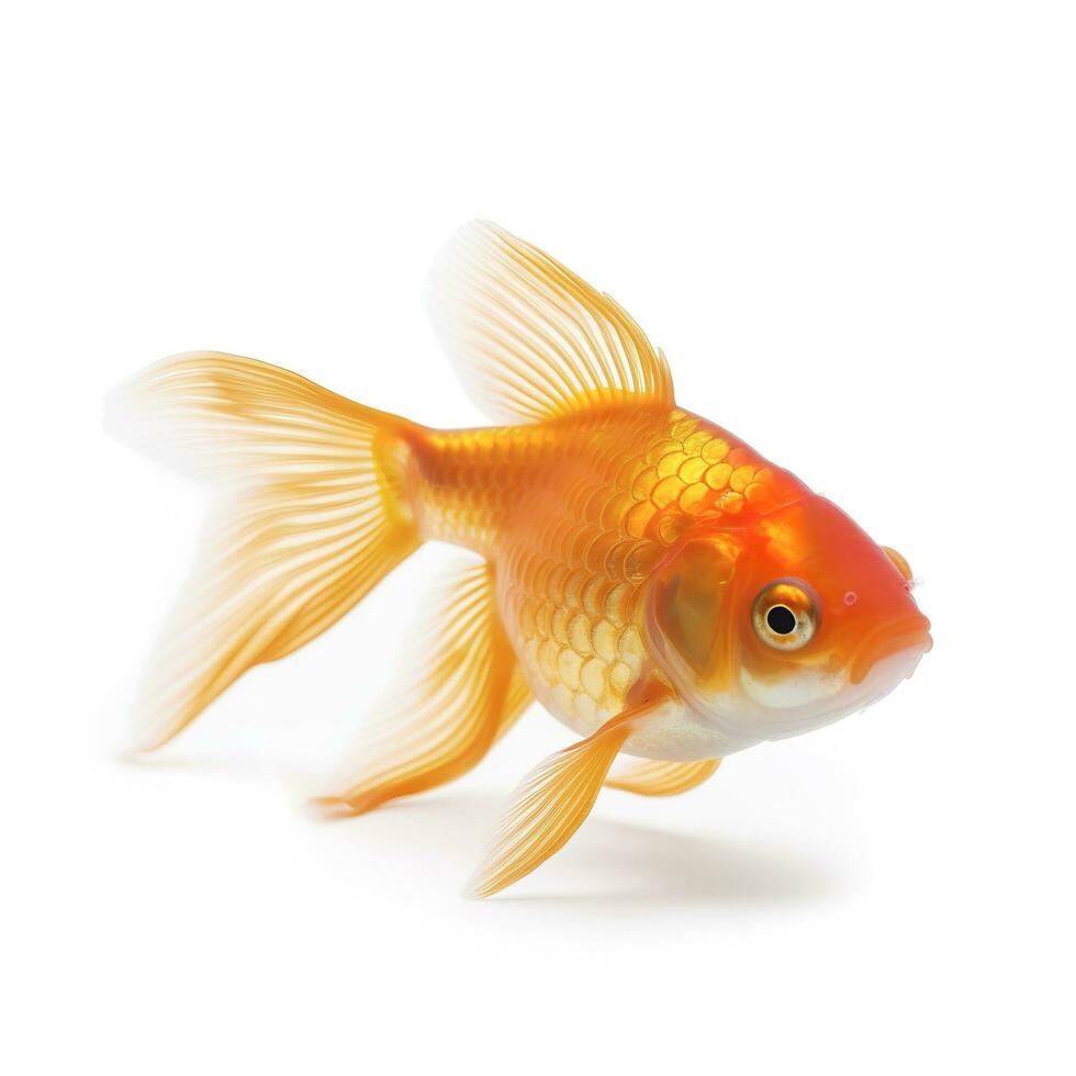 goudvis geïsoleerd Aan wit achtergrond, genereren ai foto