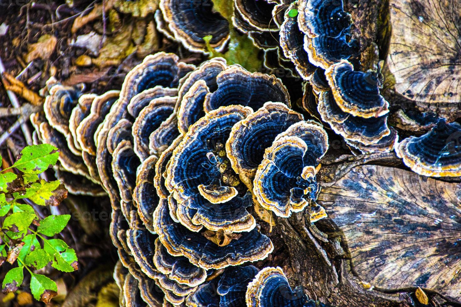 close-up van paddestoelen foto