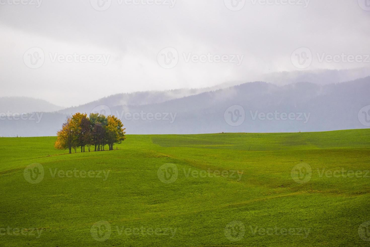 bomen in een veld foto