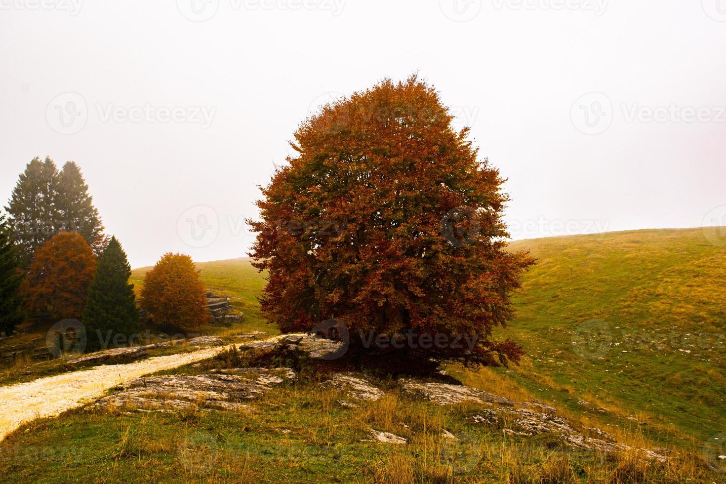 herfstweide en weg foto