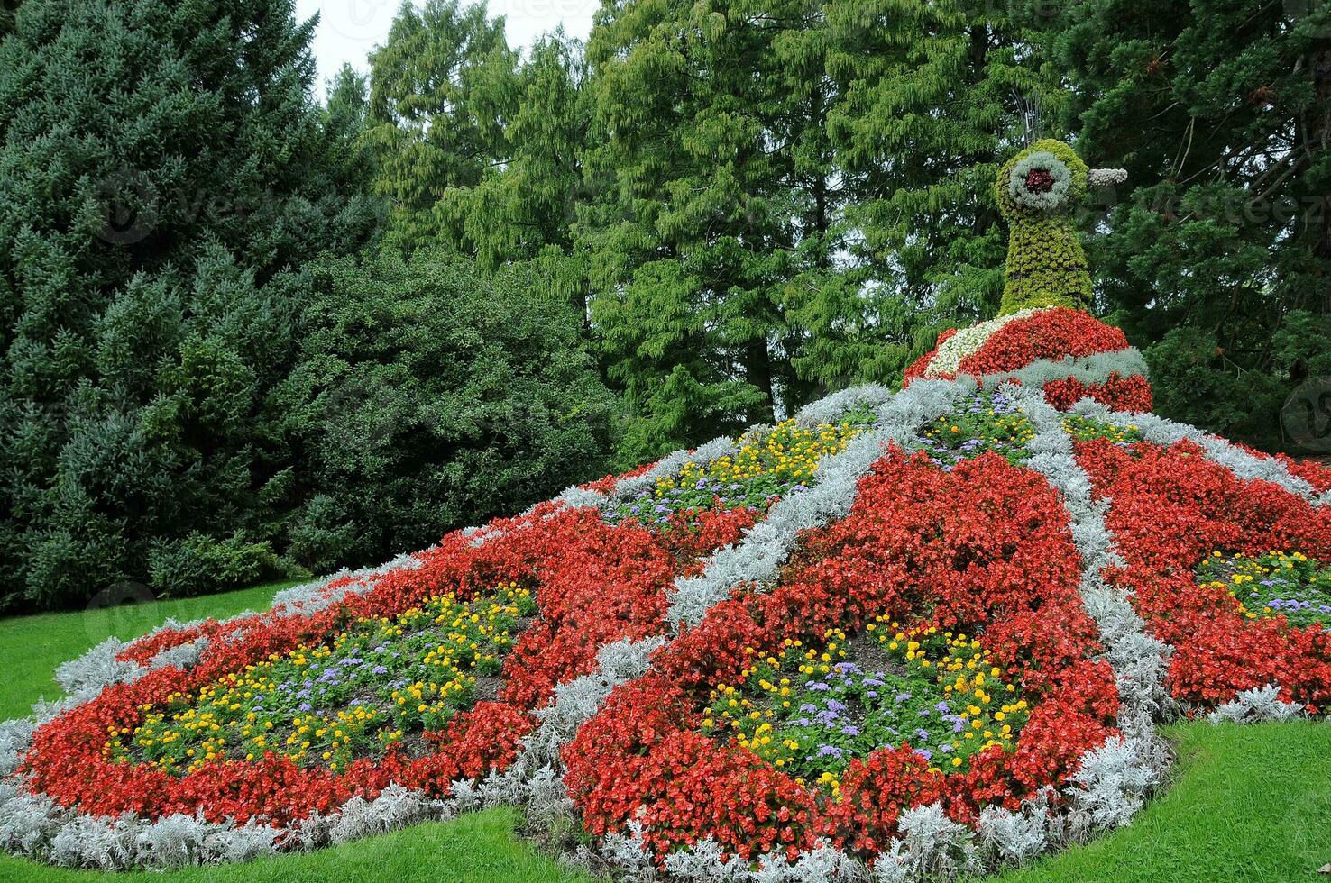 bloemen Bij meer Constance foto