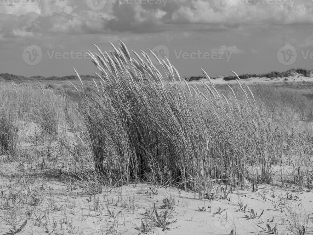 het eiland Spiekeroog foto