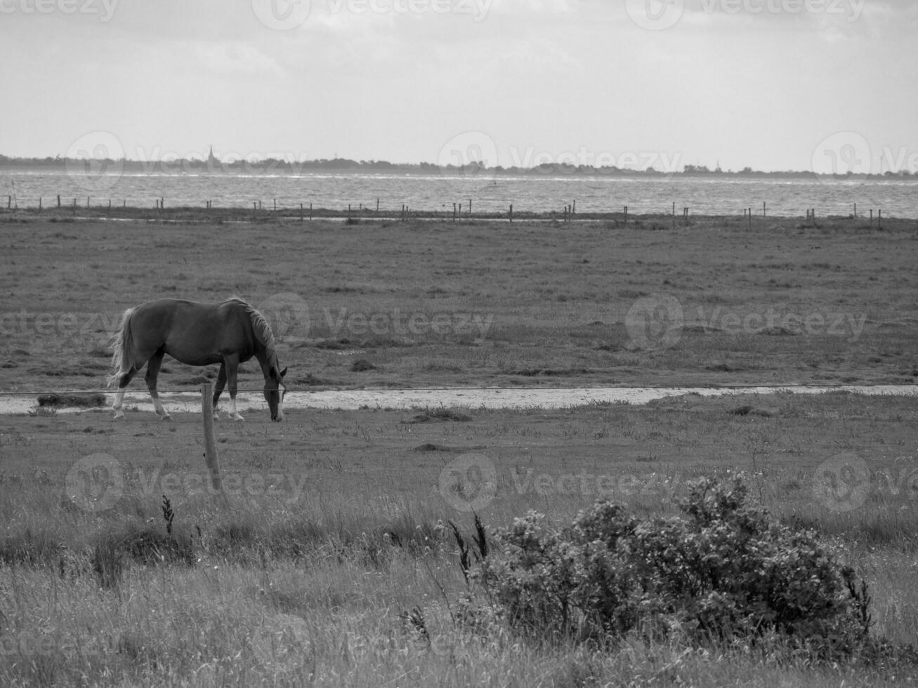 spiekeroog eiland in de noorden zee foto