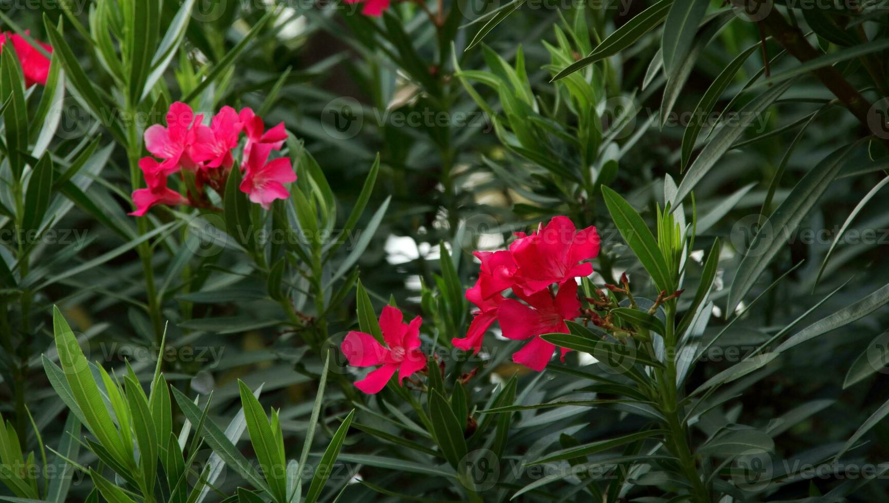 helder rood nerium oleander bloemen bloeiend Aan bundel en weelderig bladeren. een ander naam is oleander, geurig oleander, roos baai of zoet oleander. foto