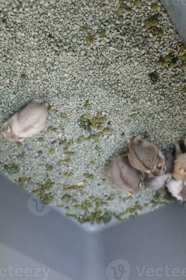 aanbiddelijk gezichten van weinig schattig kleurrijk hamsters foto