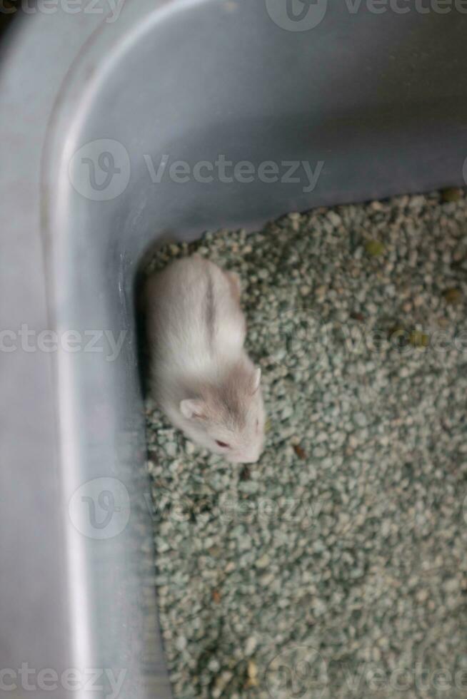 aanbiddelijk gezichten van weinig schattig kleurrijk hamsters foto