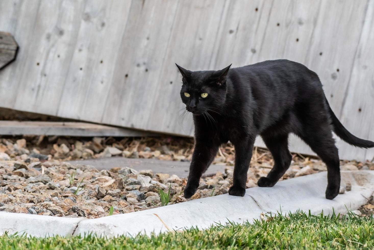 zwarte kat die in een tuin loopt foto